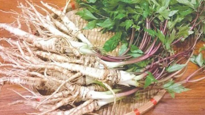 cách sử dụng sâm đương quy